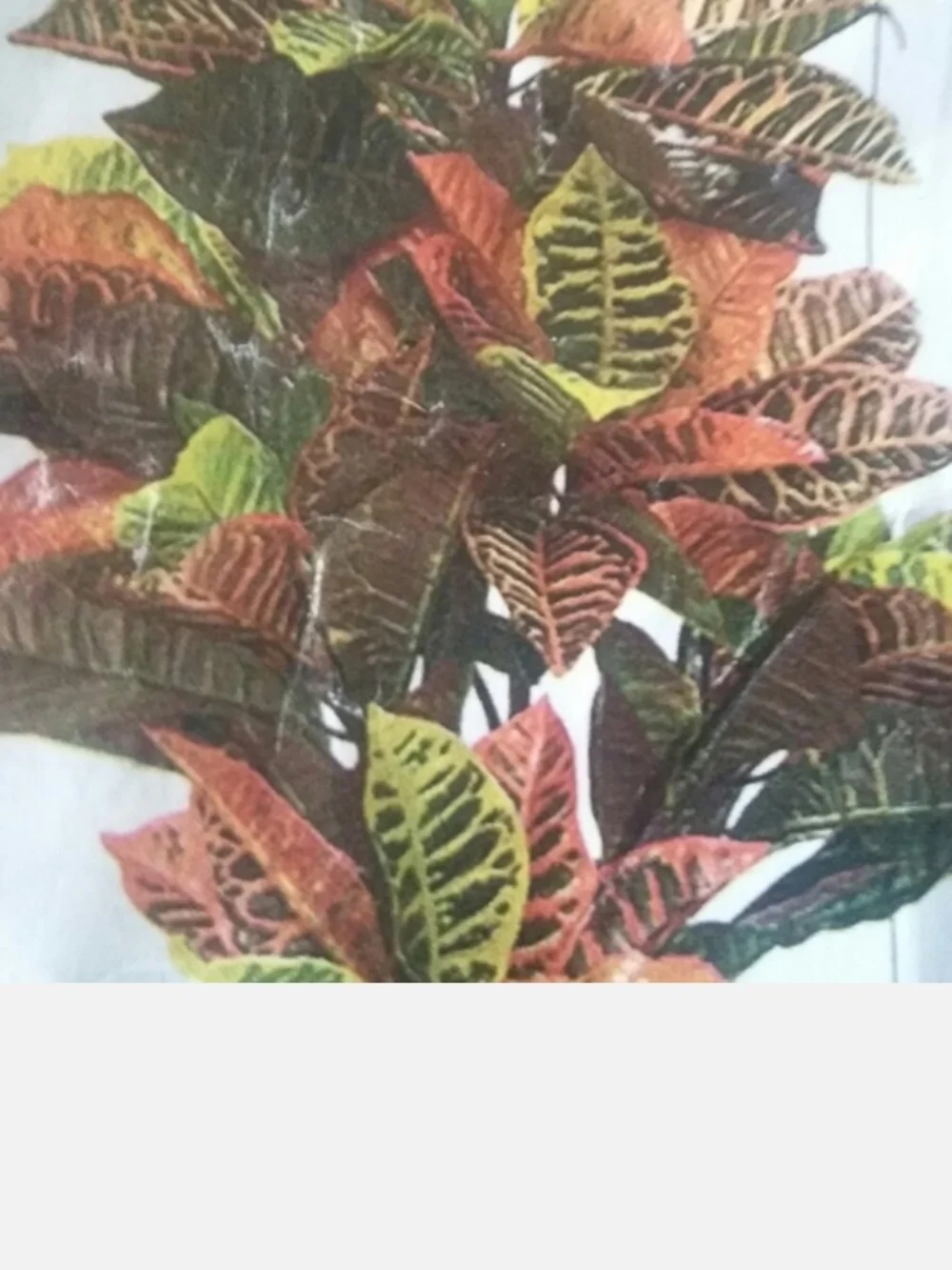 Vibrant Variegated Croton Plant - Multi‑Color Foliage